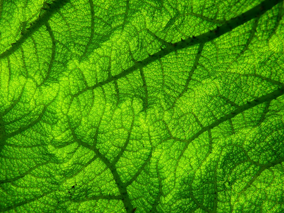Ornamental plant garden plant tropical ornamental