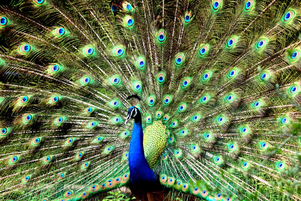 Blue And Green Peacock