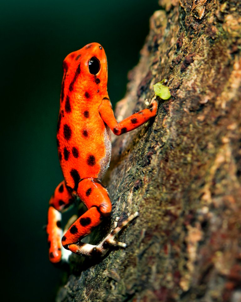 Orange And Black Poison Darth Frog