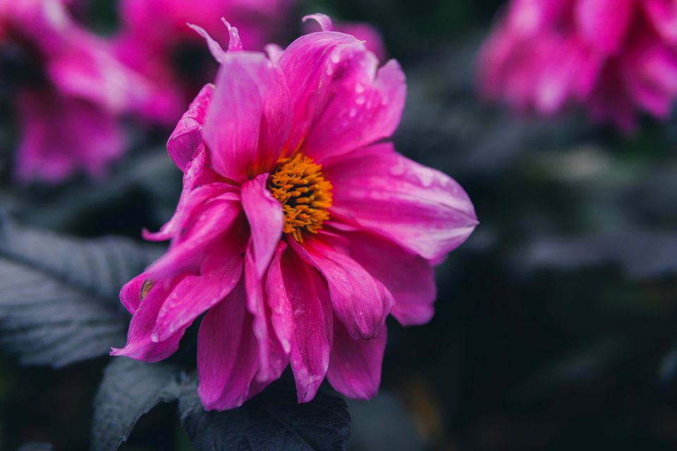 Selective Focus Of Pink Petaled Flower