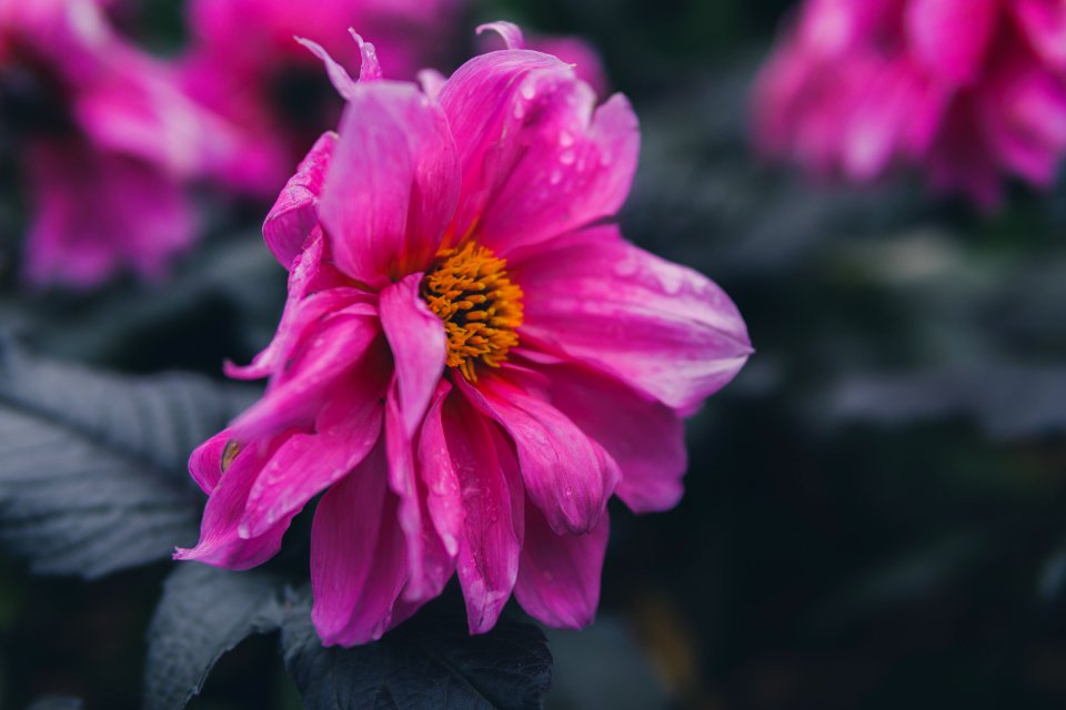 Selective Focus Of Pink Petaled Flower photo