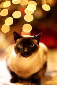 Animal Blur Cat Christmas