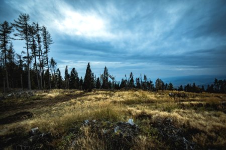 Cloudy Conifer Daylight Environment
