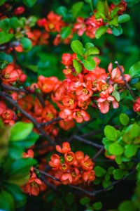 Red Flowers