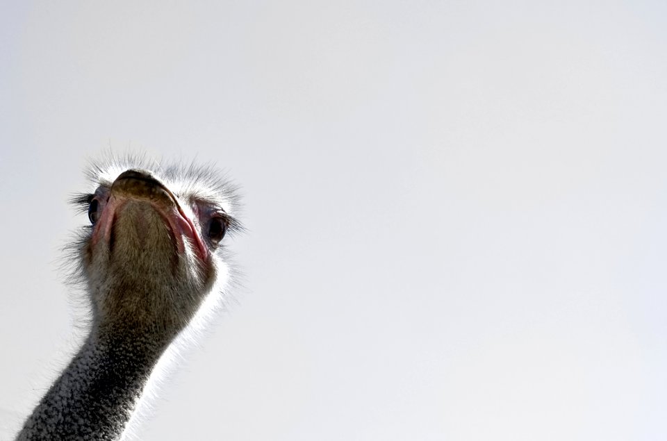 Ostrich Bird Beak Ratite