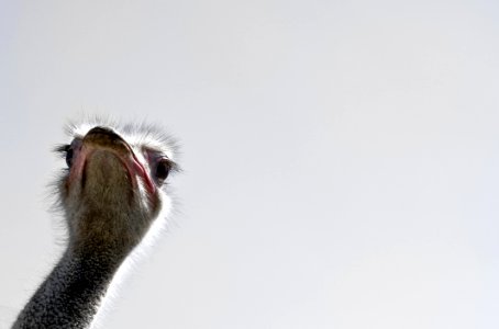 Ostrich Bird Beak Ratite