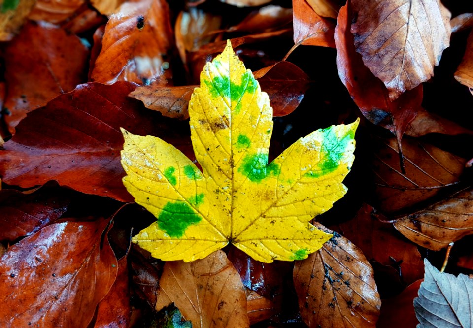 Leaf Autumn Flora Deciduous
