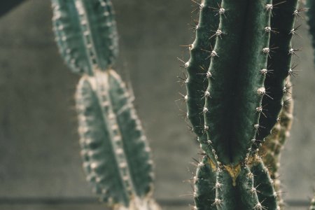 Botanical Cactus Close-up Green photo