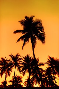 Sunset On The Palms photo