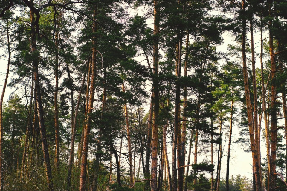 Brown-and-green Treess Timelapse Photo