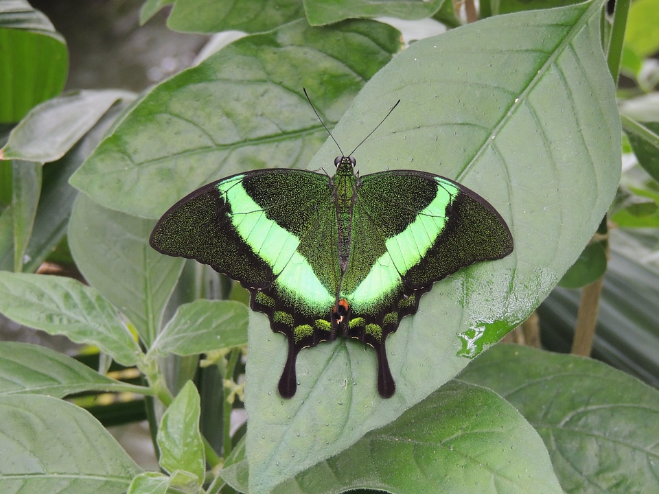 Green shimmer macro