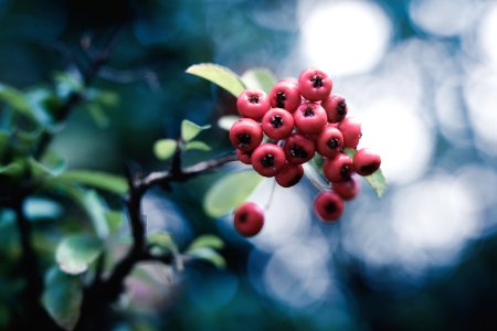 Selective Focus Photo Of Red Flower