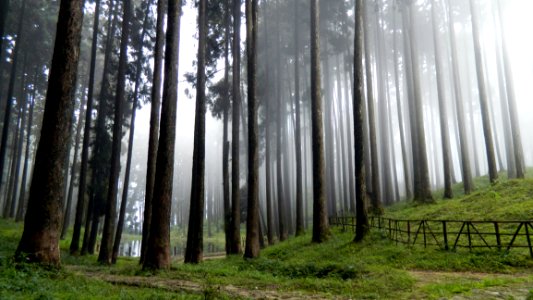 Foggy Forest Tall Trees And Green Grass Field High-saturated Photography photo