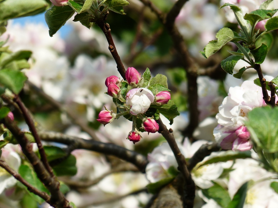 Bloom white pink