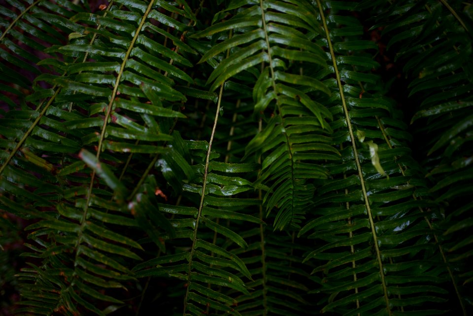 Botanical Close-up Colors Environment
