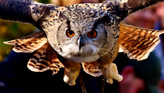 Owl Bird Bird Of Prey Beak