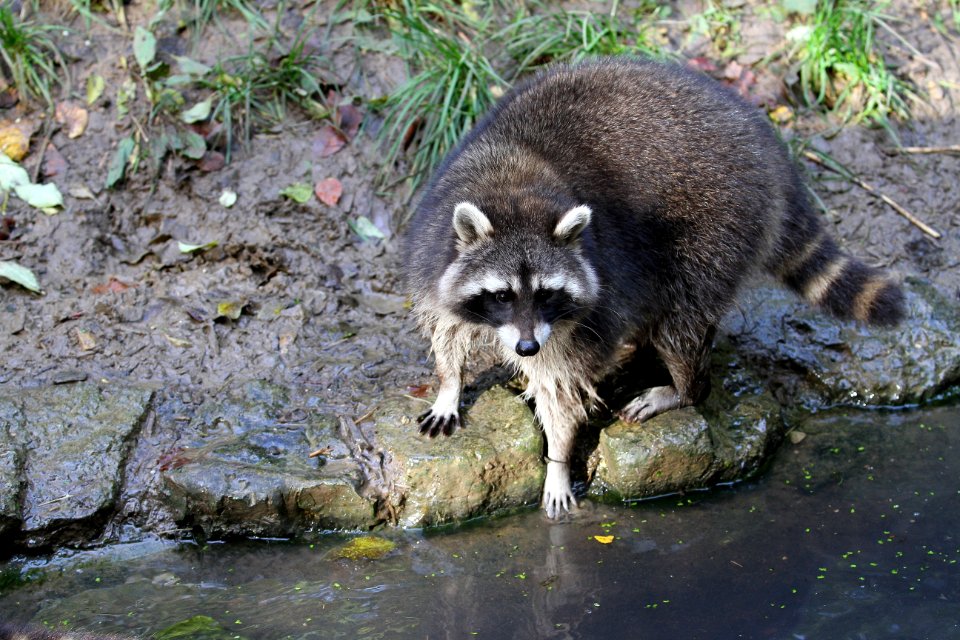 Raccoon Procyonidae Mammal Fauna