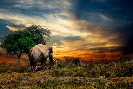 Wildlife Grassland Elephants And Mammoths Savanna photo