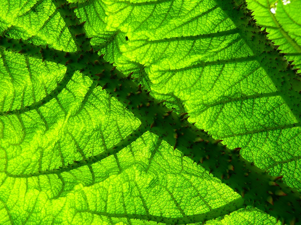 Ornamental plant garden plant tropical ornamental