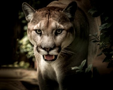 Wildlife Puma Cougar Mammal photo