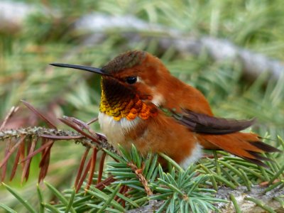 Bird Fauna Beak Hummingbird