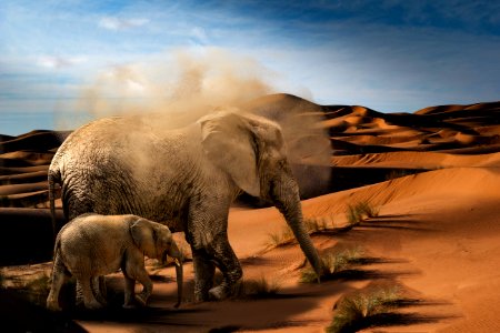 Elephants And Mammoths Elephant Wildlife Ecosystem photo