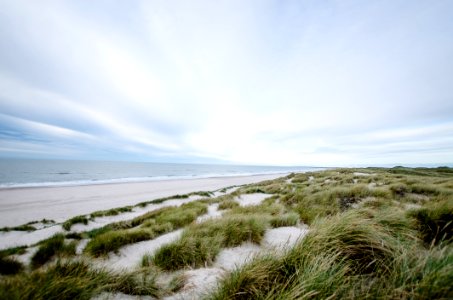 Green Reed On White Sand Shore Beach