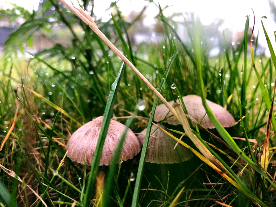 Three Brown Buttom Mushrooms Beside Grasses