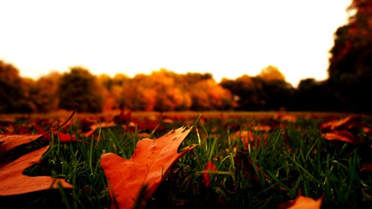 Autumn Leaves Blur photo
