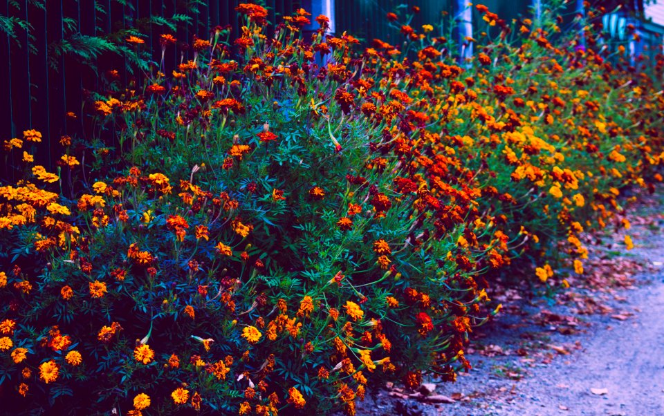 Beautiful Bright Bushes Color