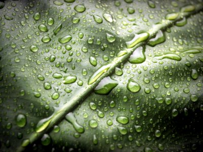 Close-up Dew Dewdrops