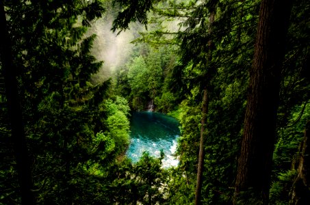 Conifer Daylight Evergreen Fog photo