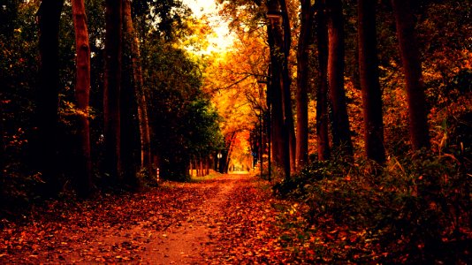 Autumn Leaves Dried