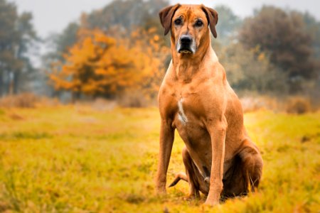 Dog Dog Breed Ecosystem Dog Like Mammal photo