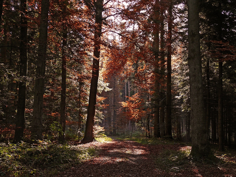 Fall color fall foliage light