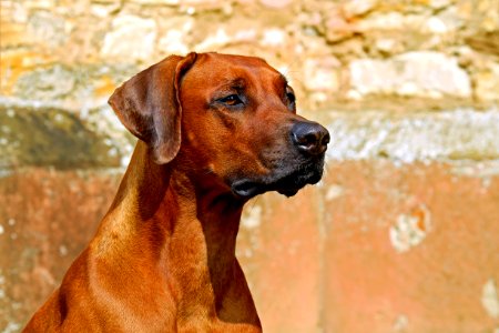 Dog Dog Breed Rhodesian Ridgeback Dog Like Mammal photo