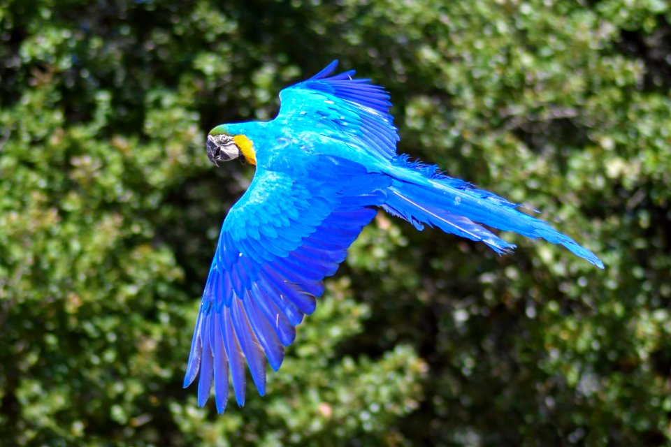 Bird Macaw Parrot Beak