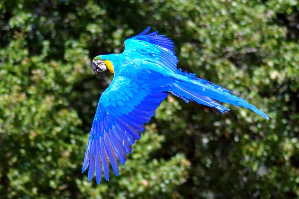 Bird Macaw Parrot Beak photo