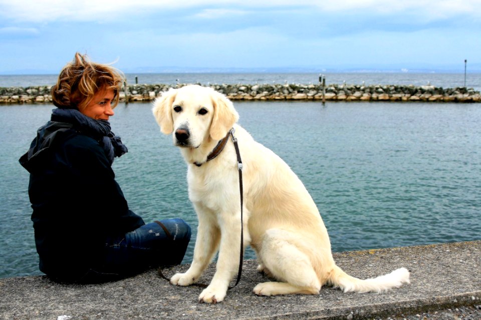 Dog Dog Like Mammal Dog Breed Retriever