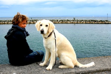 Dog Dog Like Mammal Dog Breed Retriever
