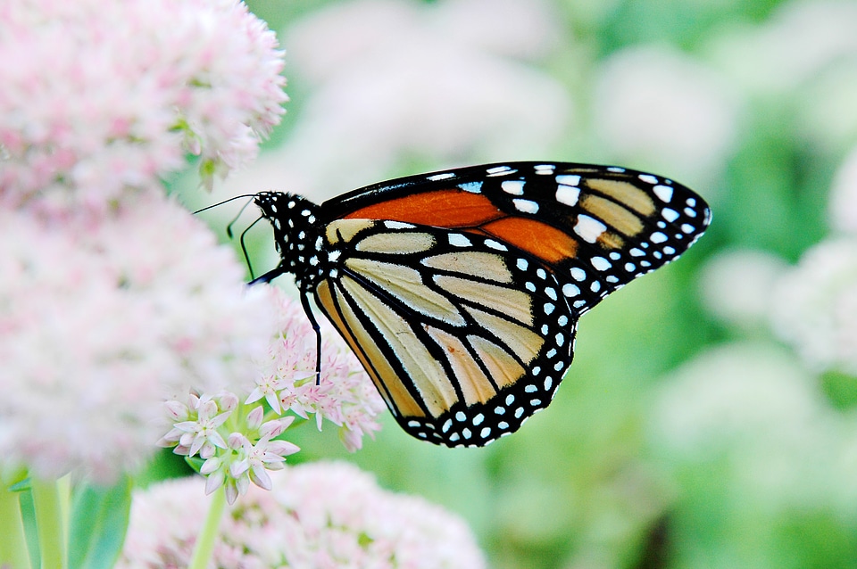 Nature orange wings photo