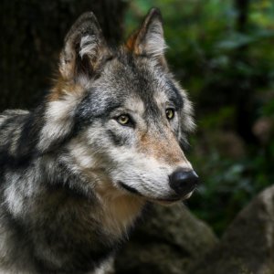 Wolf Dog Like Mammal Wildlife Mammal photo