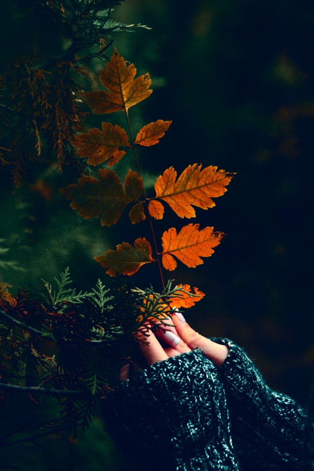 Autumn Fall Hands Holding