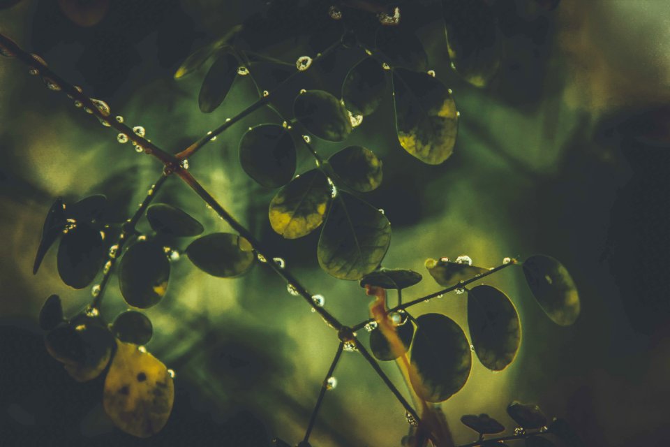 Grow Growth Leaves Macro