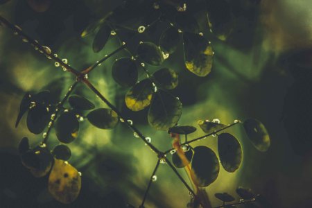 Grow Growth Leaves Macro
