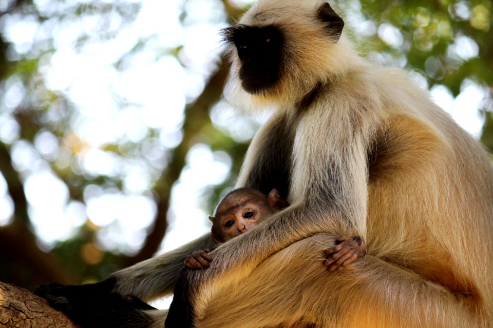 Selective Focus Photography Of Brown Monkey