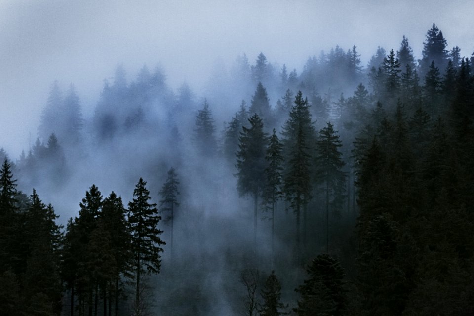 Aerial Photo Of Pine Trees