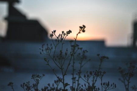 Lose Up Photo Of Green Flower