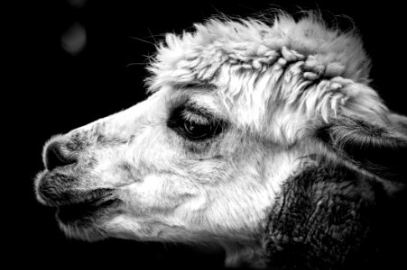 Black And White Camel Like Mammal Monochrome Photography Nose photo