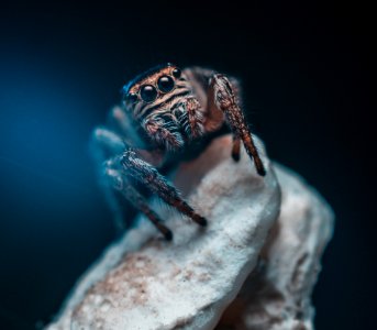 Animal Art Close-up Dark